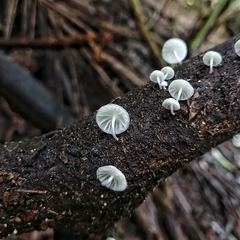 Marasmiellus volvatus