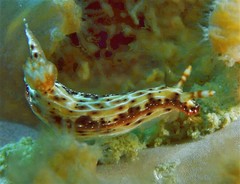 Hypselodoris maculosa