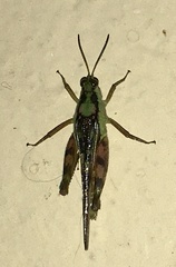Paulinia acuminata