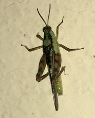 Paulinia acuminata