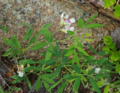 Lathyrus arizonicus