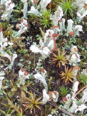 Cladonia cariosa