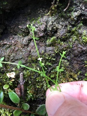 Galium leiocarpum