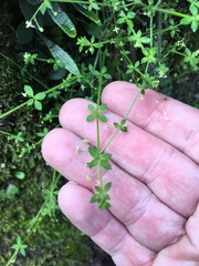 Galium leiocarpum