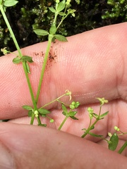 Galium leiocarpum