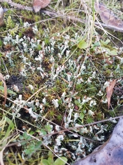 Cladonia cariosa