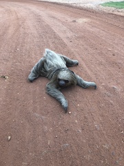 Choloepus didactylus