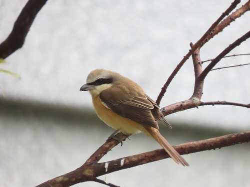 Brown Shrike (Lanius cristatus), photo 9