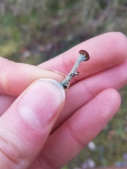 Cladonia cariosa