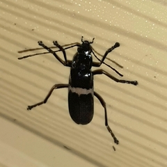 Chauliognathus tripartitus