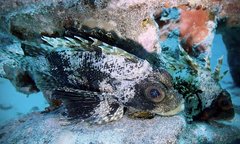 Dendrochirus barberi