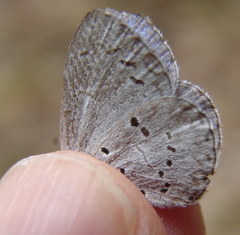 Celastrina idella