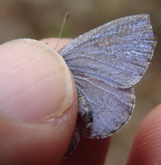 Celastrina idella