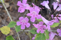 Bignonia