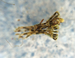 Ammothea hilgendorfi