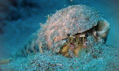 Dardanus sanguinocarpus