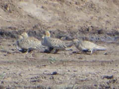 Syrrhaptes paradoxus