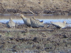 Syrrhaptes paradoxus