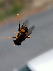 Helophilus antipodus