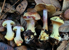 Cortinarius adonis