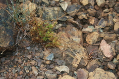 Cherleria marcescens