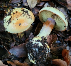 Cortinarius adonis