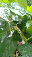 Diapherodes gigantea