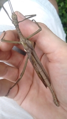Diapherodes gigantea