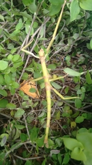 Diapherodes gigantea