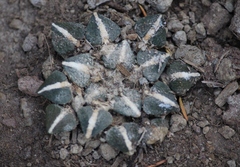 Ariocarpus kotschoubeyanus