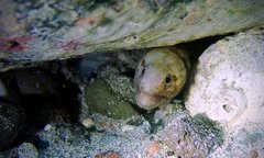 Gymnothorax gracilicauda