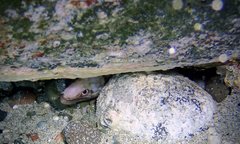 Gymnothorax gracilicauda