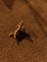 Hemidactylus mabouia