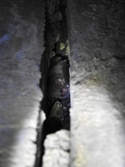 Myotis austroriparius
