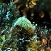 ツノクロミドリガイ