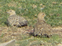 Syrrhaptes paradoxus