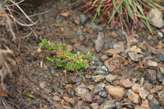 Arenaria humifusa