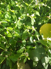 Alternanthera bettzickiana