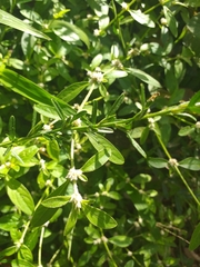 Alternanthera bettzickiana