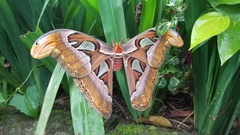 Attacus atlas