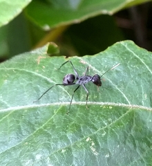 Gigantiops destructor