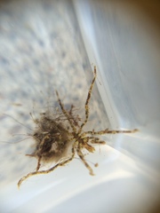 Ammothea hilgendorfi