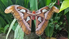 Attacus atlas