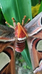 Attacus atlas