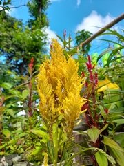 Celosia