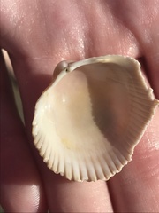 Dallocardia quadragenaria