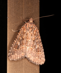 Hypoperigea tonsa