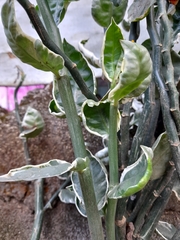 Euphorbia tithymaloides