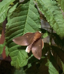 Psilopygoides oda