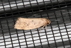 Syncometes vilis